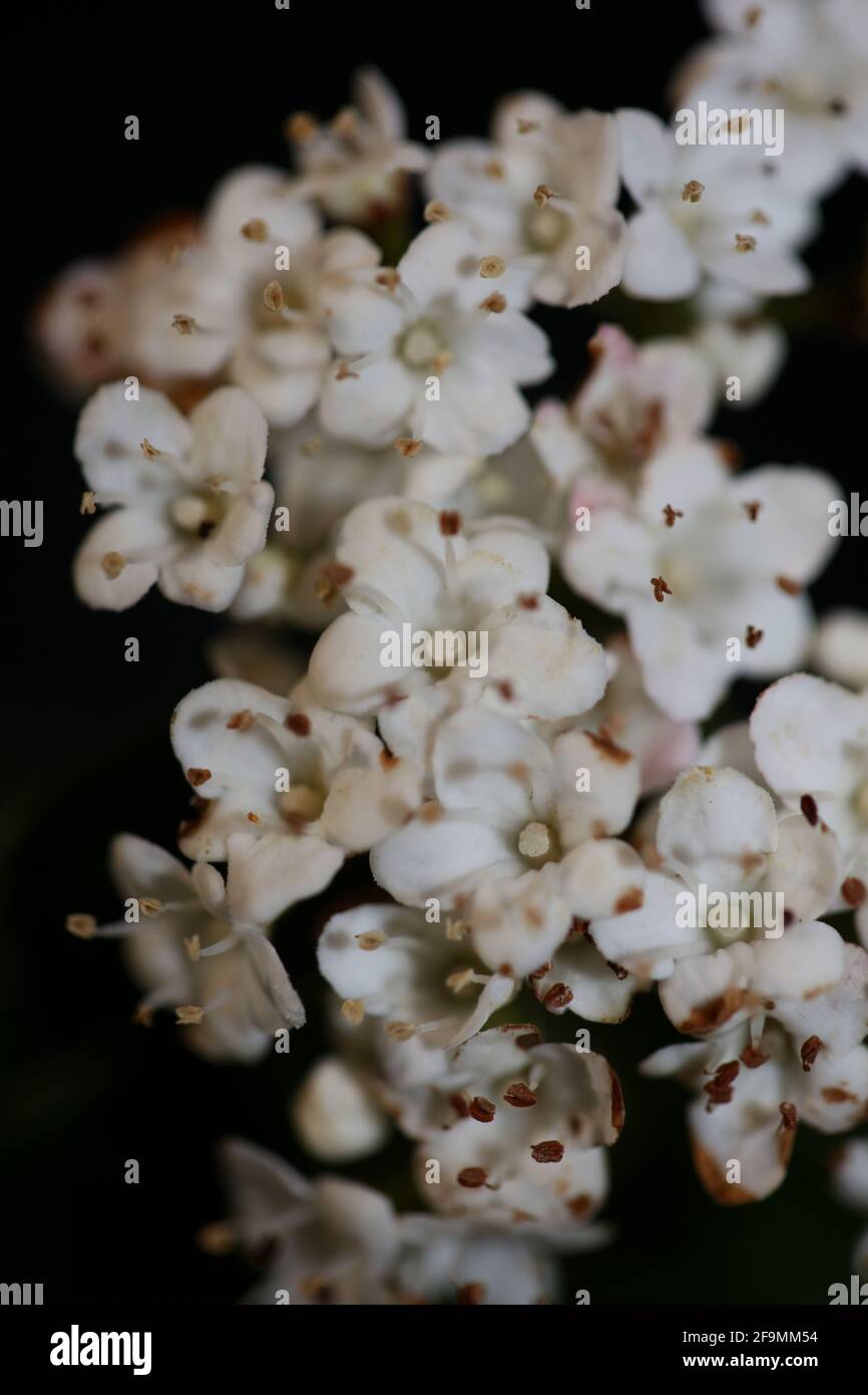Blanc petite fleur Viburnum tinus L. famille adoxaceae botanique moderne de haute qualité grand format imprimé Banque D'Images