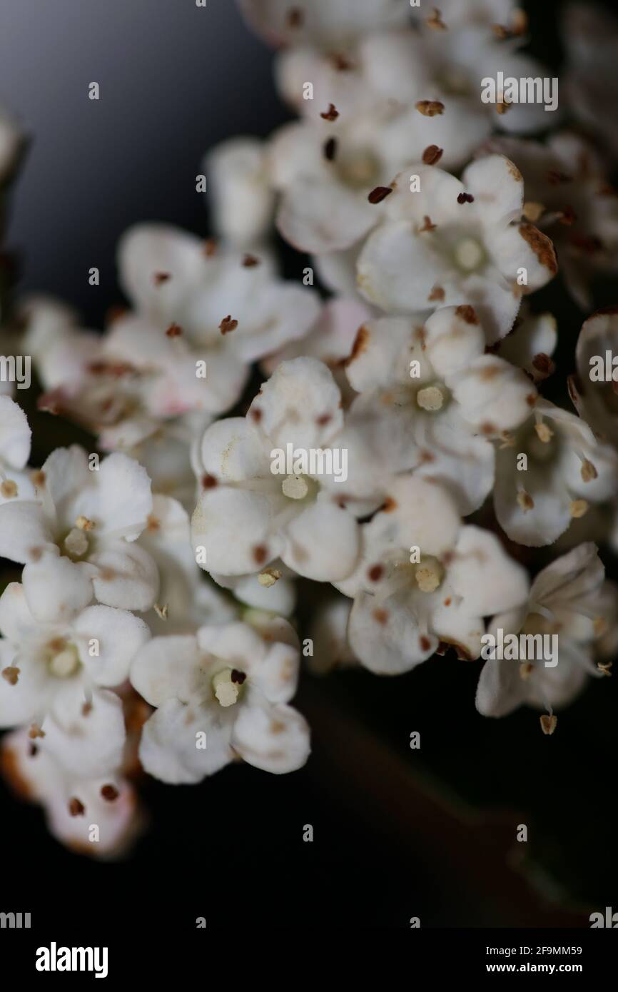Blanc petite fleur Viburnum tinus L. famille adoxaceae botanique moderne de haute qualité grand format imprimé Banque D'Images