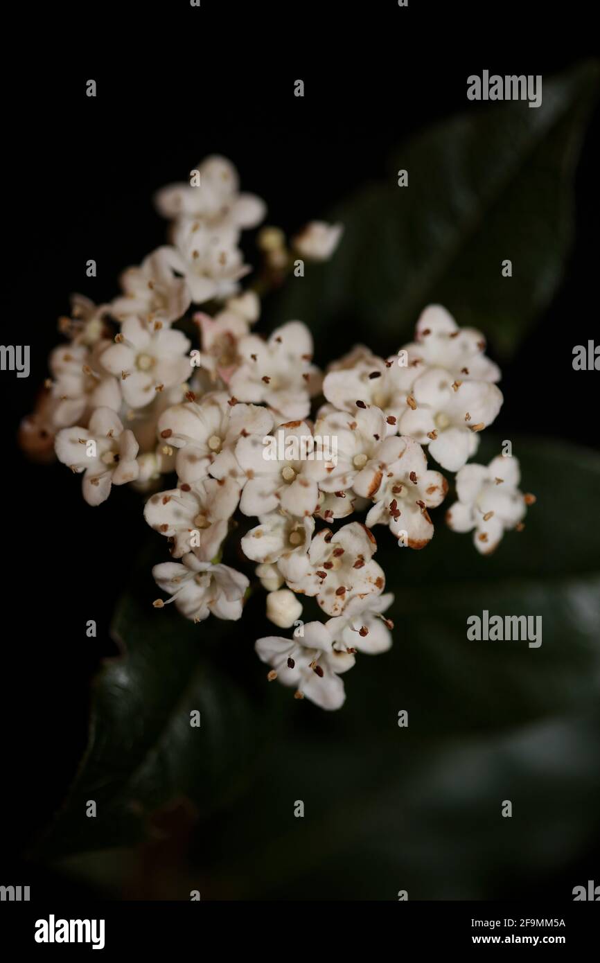 Blanc petite fleur Viburnum tinus L. famille adoxaceae botanique moderne de haute qualité grand format imprimé Banque D'Images