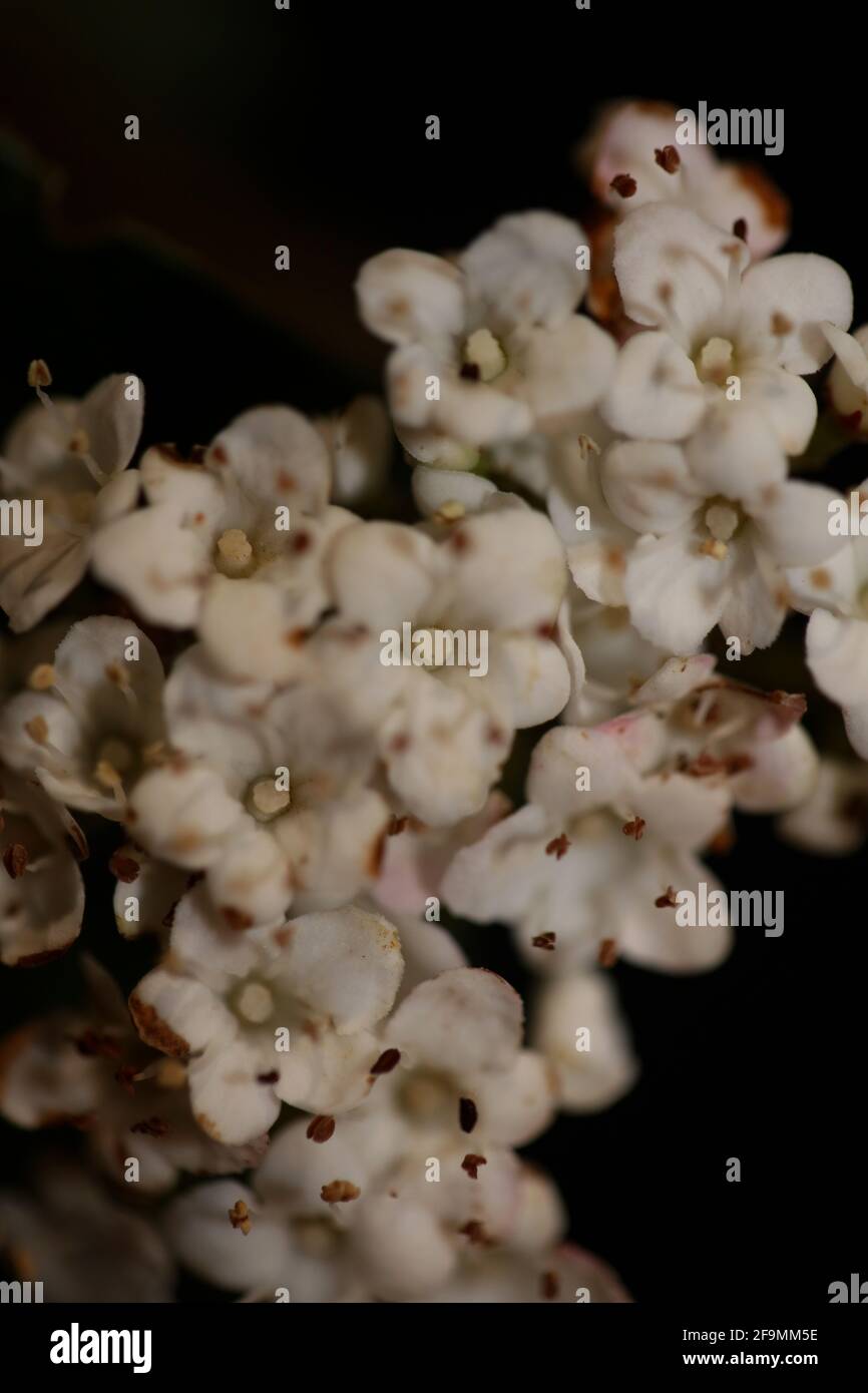 Blanc petite fleur Viburnum tinus L. famille adoxaceae botanique moderne de haute qualité grand format imprimé Banque D'Images