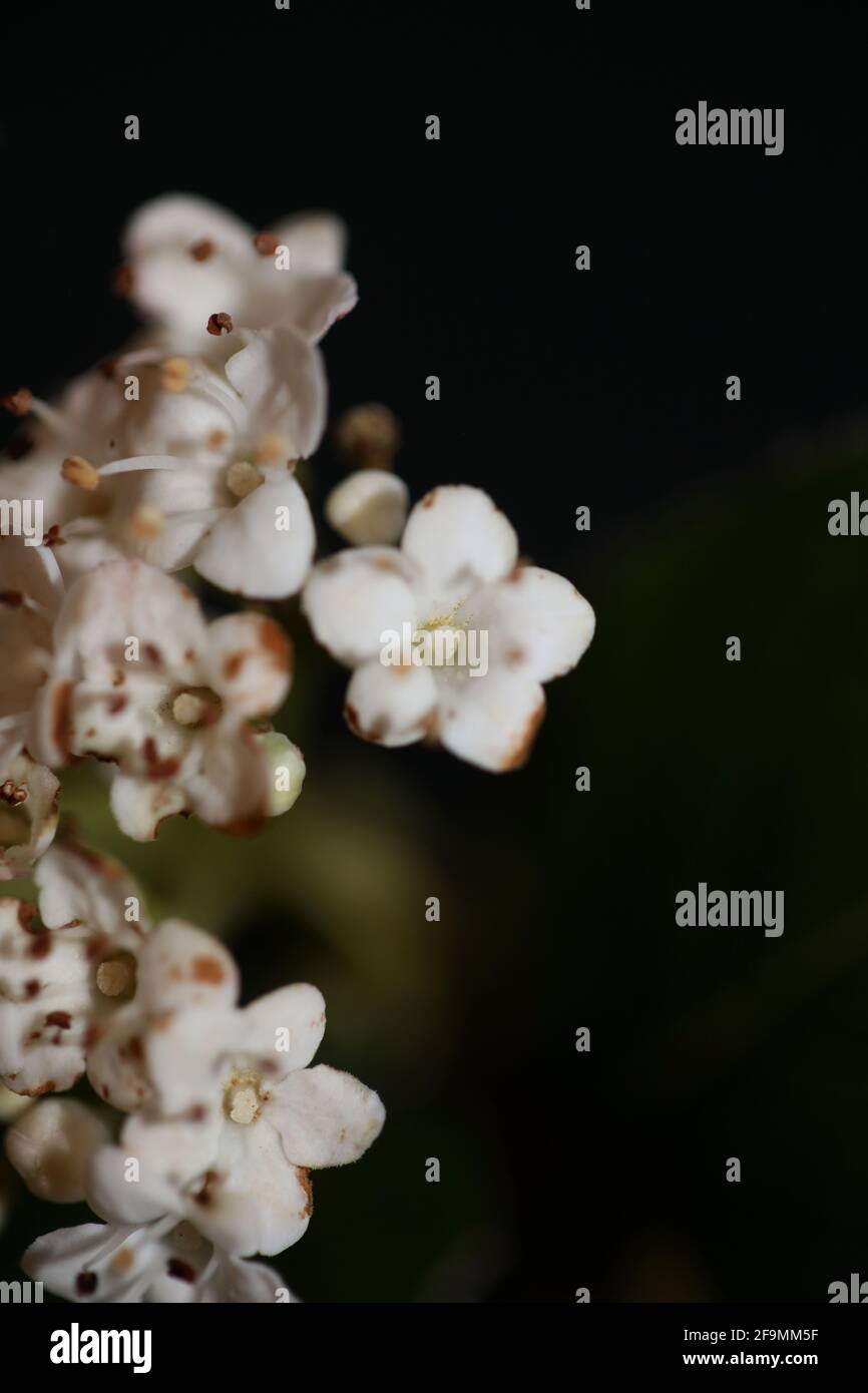 Blanc petite fleur Viburnum tinus L. famille adoxaceae botanique moderne de haute qualité grand format imprimé Banque D'Images