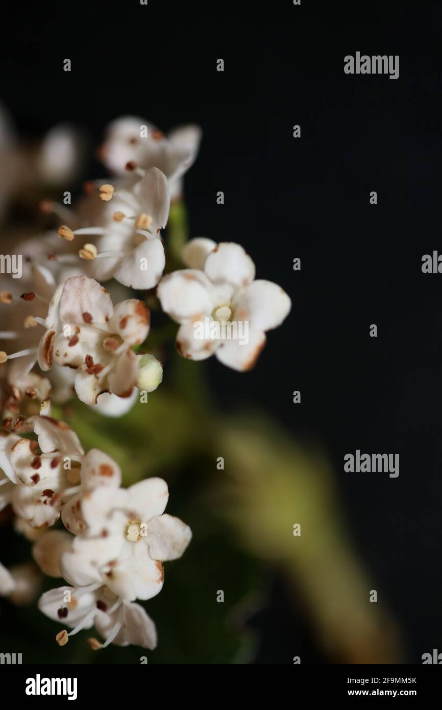 Blanc petite fleur Viburnum tinus L. famille adoxaceae botanique moderne de haute qualité grand format imprimé Banque D'Images