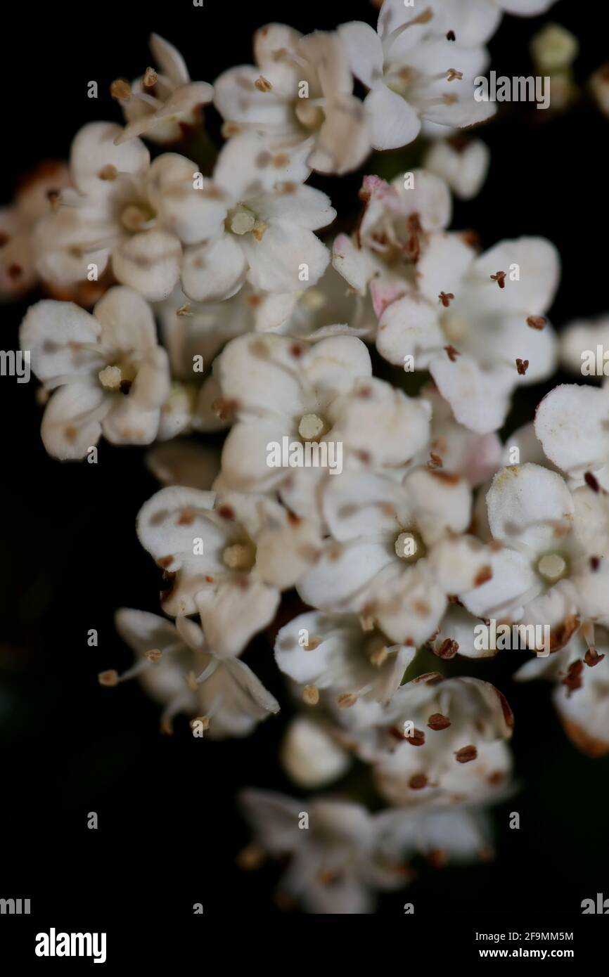 Blanc petite fleur Viburnum tinus L. famille adoxaceae botanique moderne de haute qualité grand format imprimé Banque D'Images