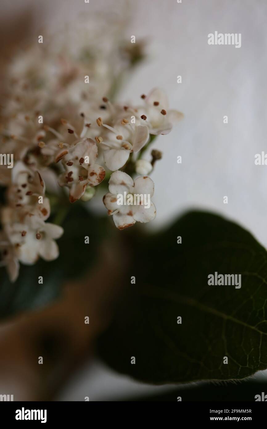 Blanc petite fleur Viburnum tinus L. famille adoxaceae botanique moderne de haute qualité grand format imprimé Banque D'Images