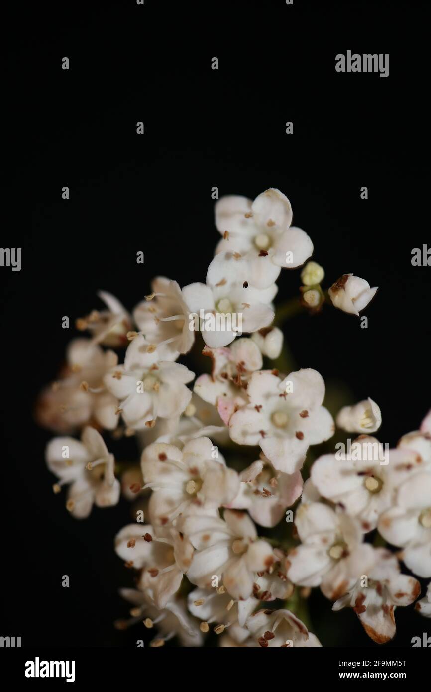 Blanc petite fleur Viburnum tinus L. famille adoxaceae botanique moderne de haute qualité grand format imprimé Banque D'Images