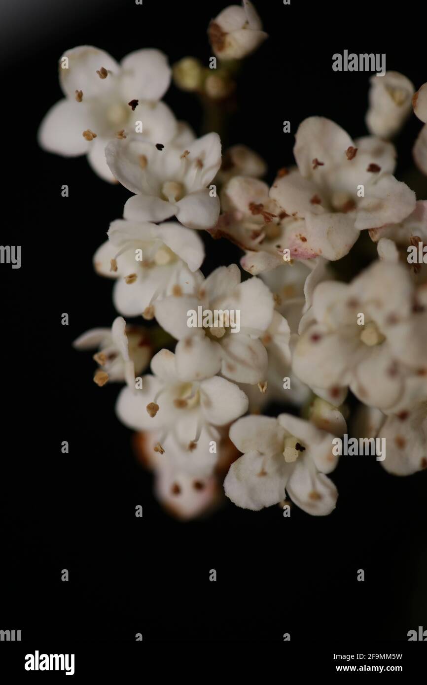 Blanc petite fleur Viburnum tinus L. famille adoxaceae botanique moderne de haute qualité grand format imprimé Banque D'Images