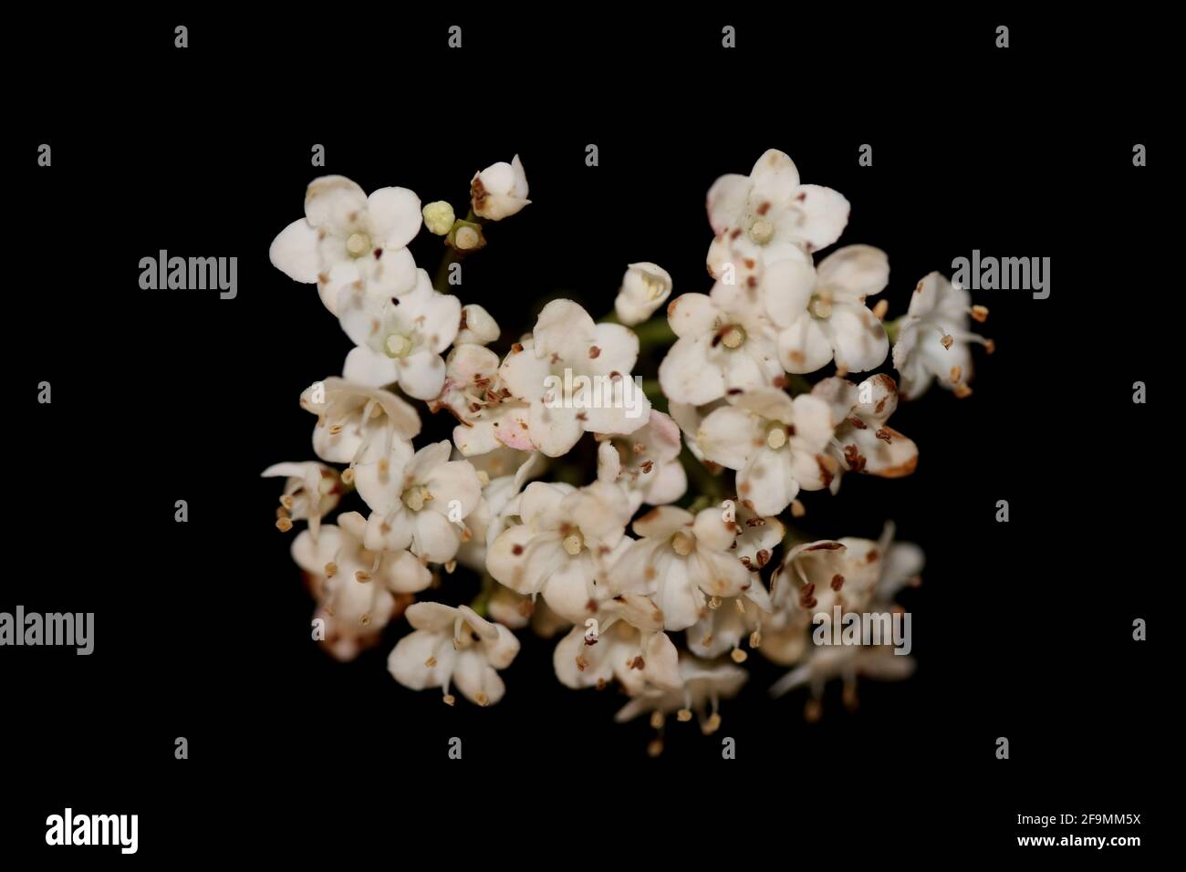 Blanc petite fleur Viburnum tinus L. famille adoxaceae botanique moderne de haute qualité grand format imprimé Banque D'Images