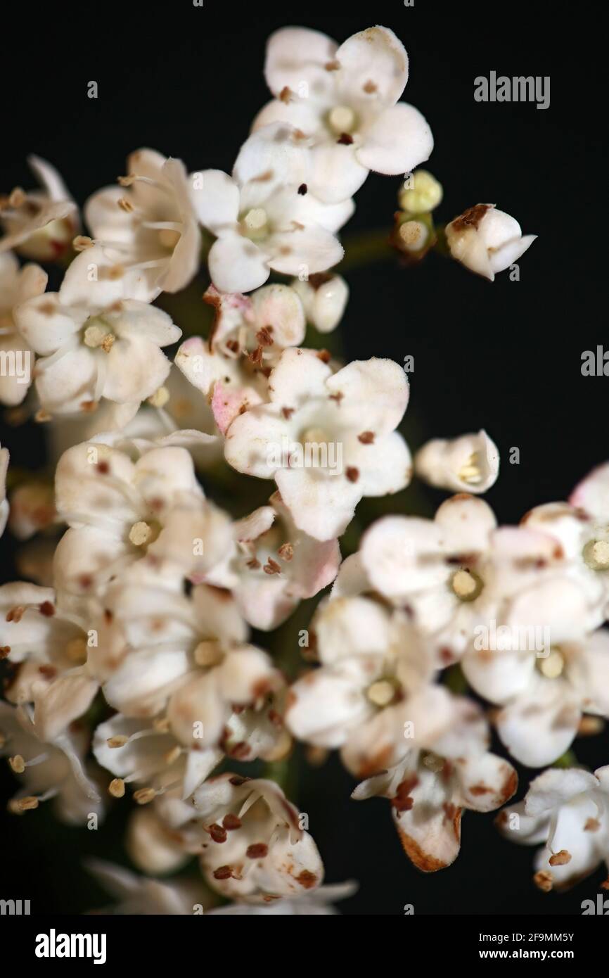 Blanc petite fleur Viburnum tinus L. famille adoxaceae botanique moderne de haute qualité grand format imprimé Banque D'Images