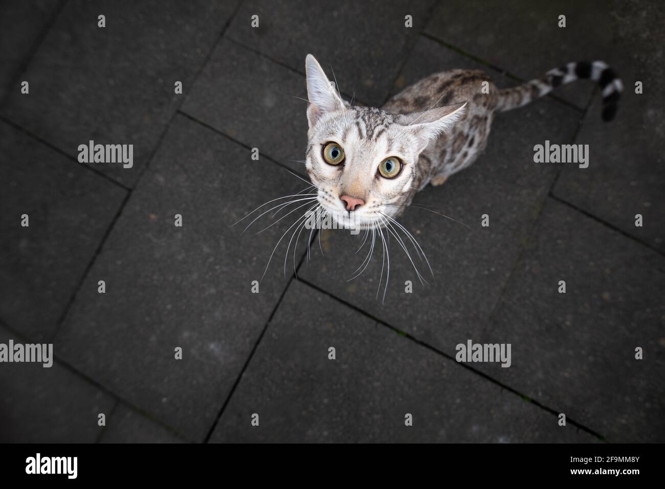 Vue En Grand Angle D Un Jeune Chat Bengal Noir Argente Tabby Rose Debout A L Exterieur Sur Du Beton Regardant L Appareil Photo Mendier Pour Des Friandises Photo Stock Alamy
