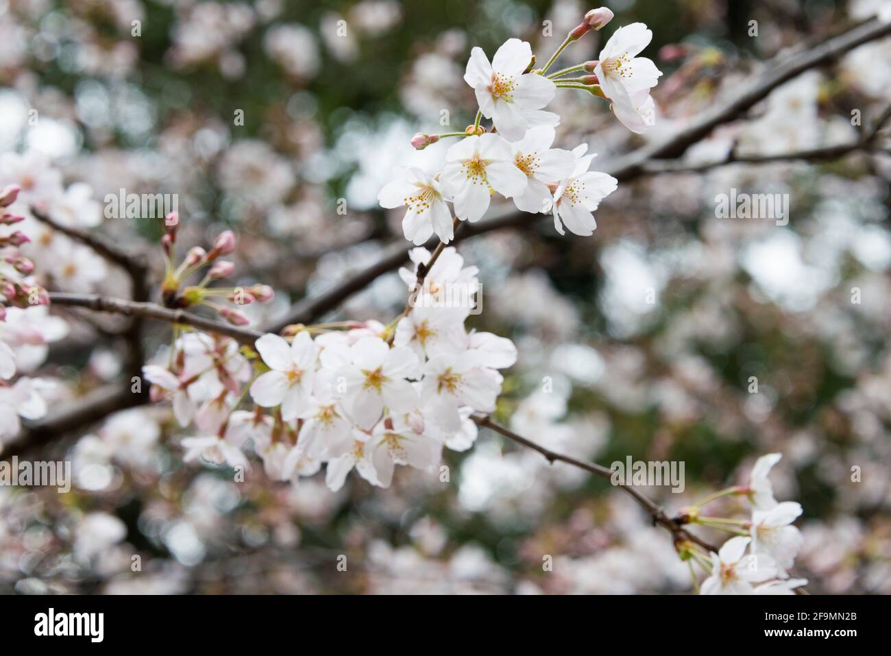 Cerisiers en fleurs dans le sanctuaire d'Ueno Toshogu, Parc d'Ueno, Taito, Tokyo, Japon. Un sanctuaire dédié à Tokugawa Ieyasu (1543-1616) construit en 1627. Banque D'Images