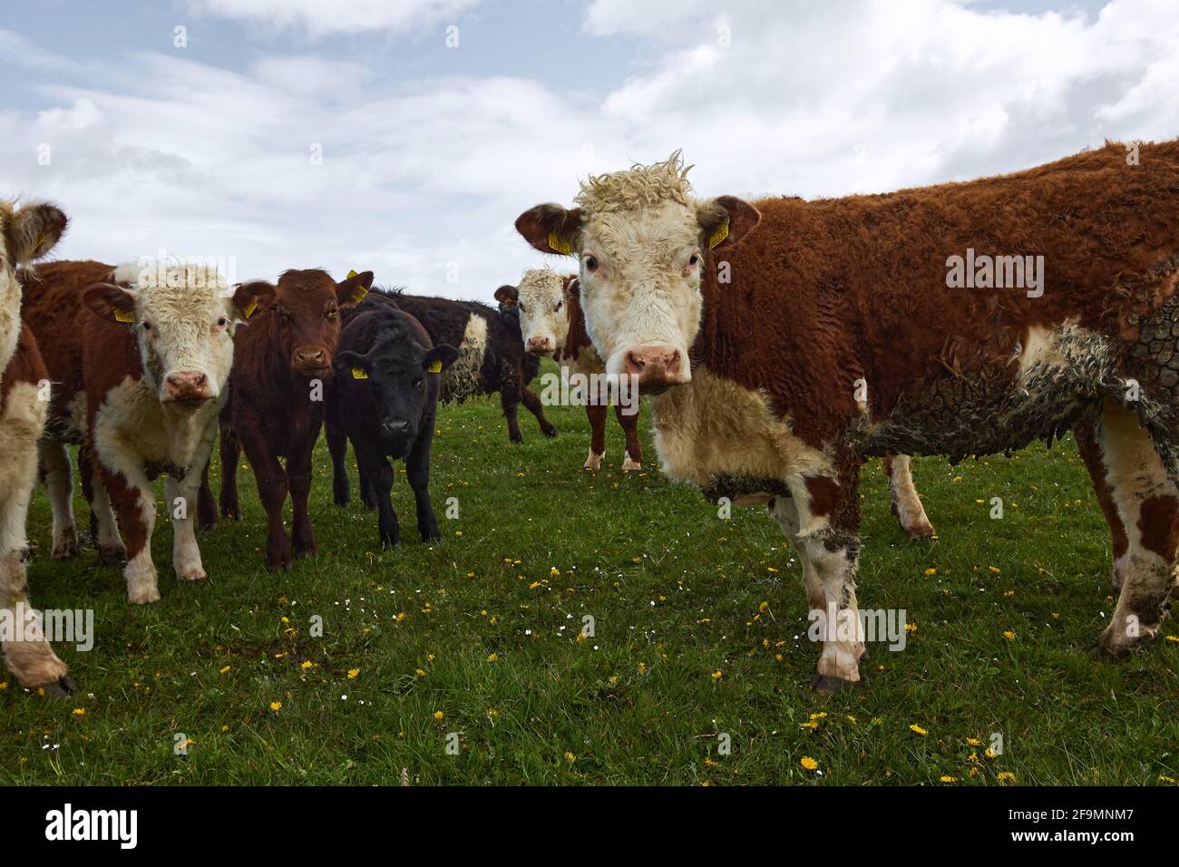 troupeau de vaches regardant à la caméra. Scène rurale irlandaise. Banque D'Images