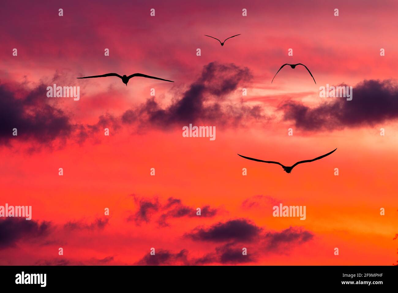 Une Flock of Birds est en vol dans le nuage vibrant Ciel de coucher de soleil rempli Banque D'Images