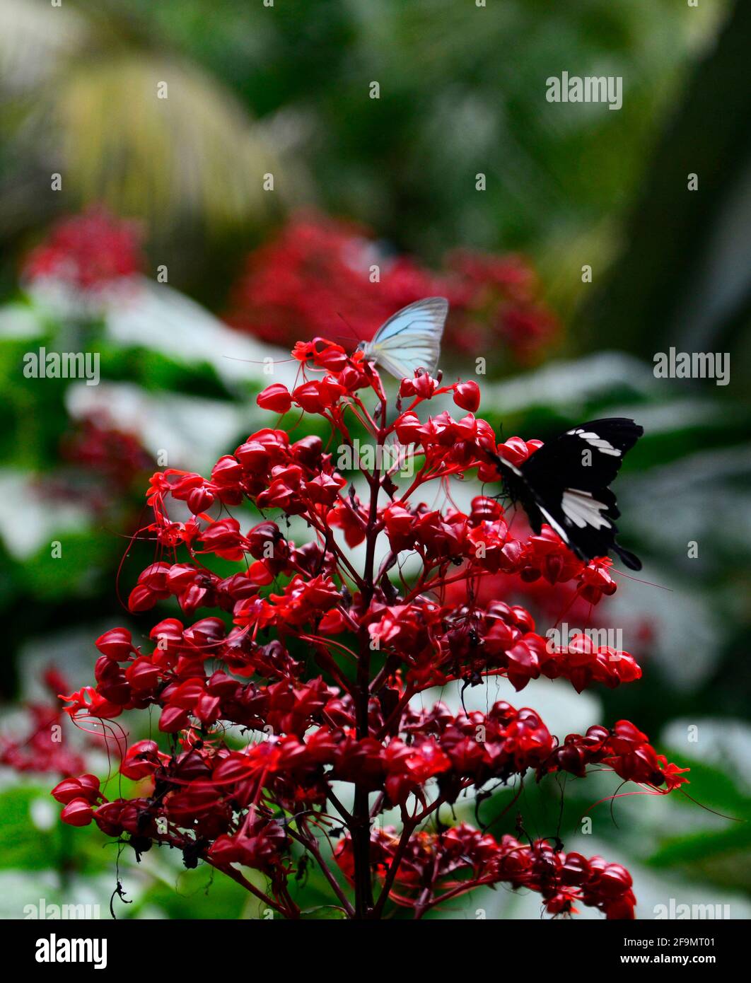 Papillons dans le parc national Gunung Mulu à Sarawak, Malaisie. Banque D'Images