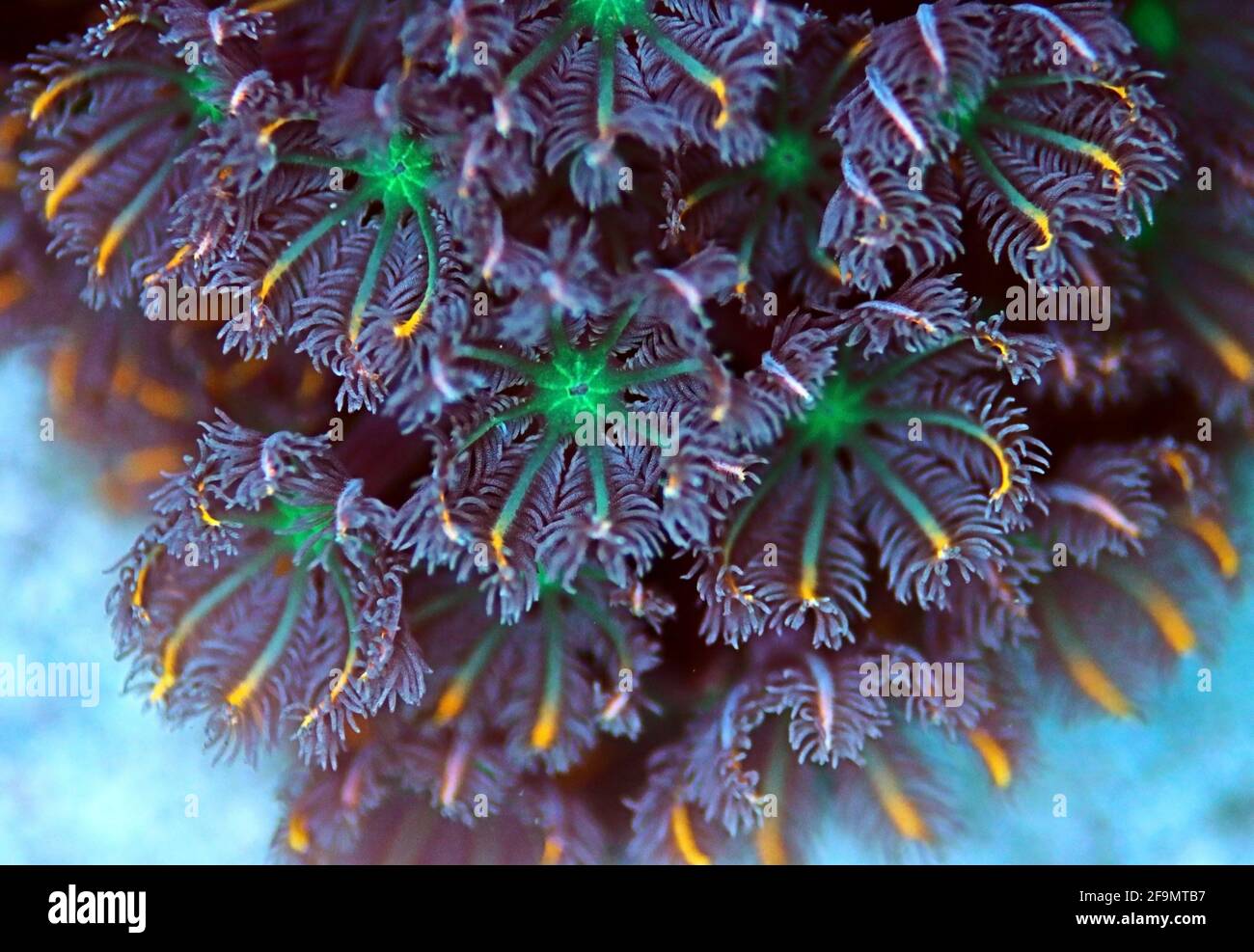 La colonie de polypes Clavularia Glove - Clavulariidae spp Banque D'Images