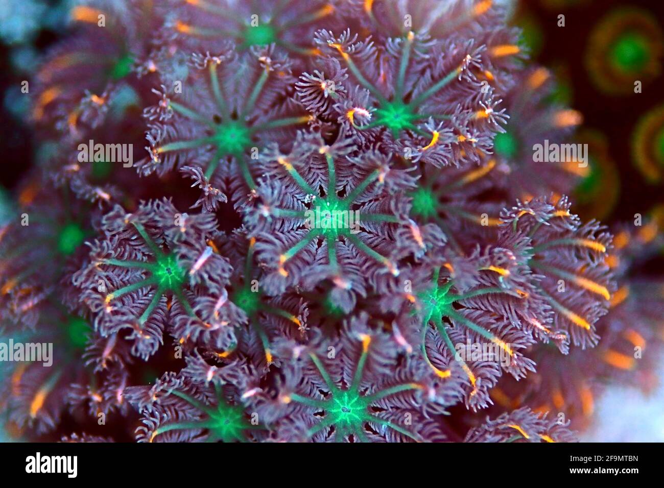 La colonie de polypes Clavularia Glove - Clavulariidae spp Banque D'Images