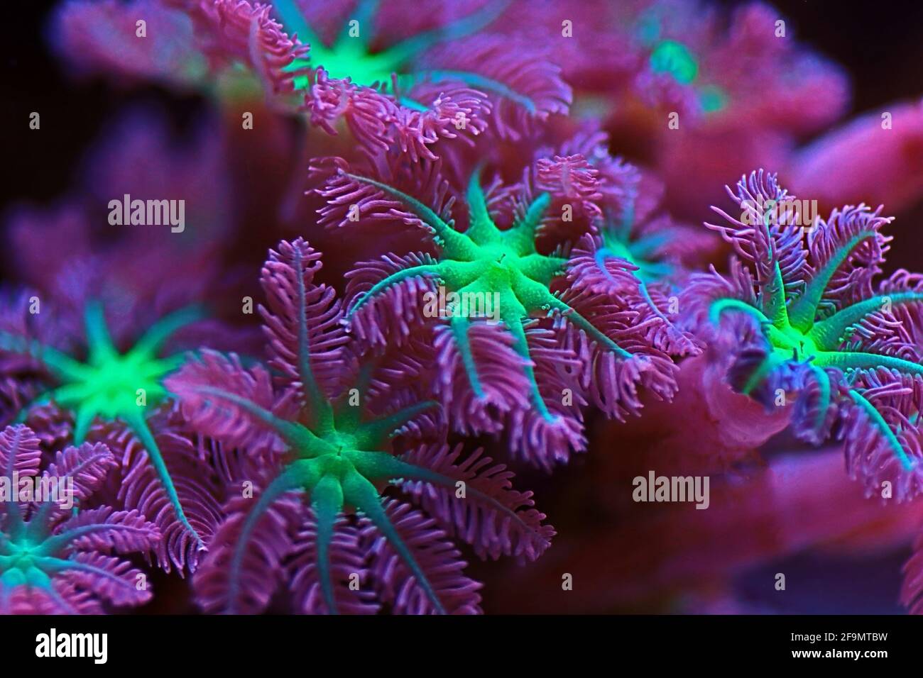 La colonie de polypes Clavularia Glove - Clavulariidae spp Banque D'Images