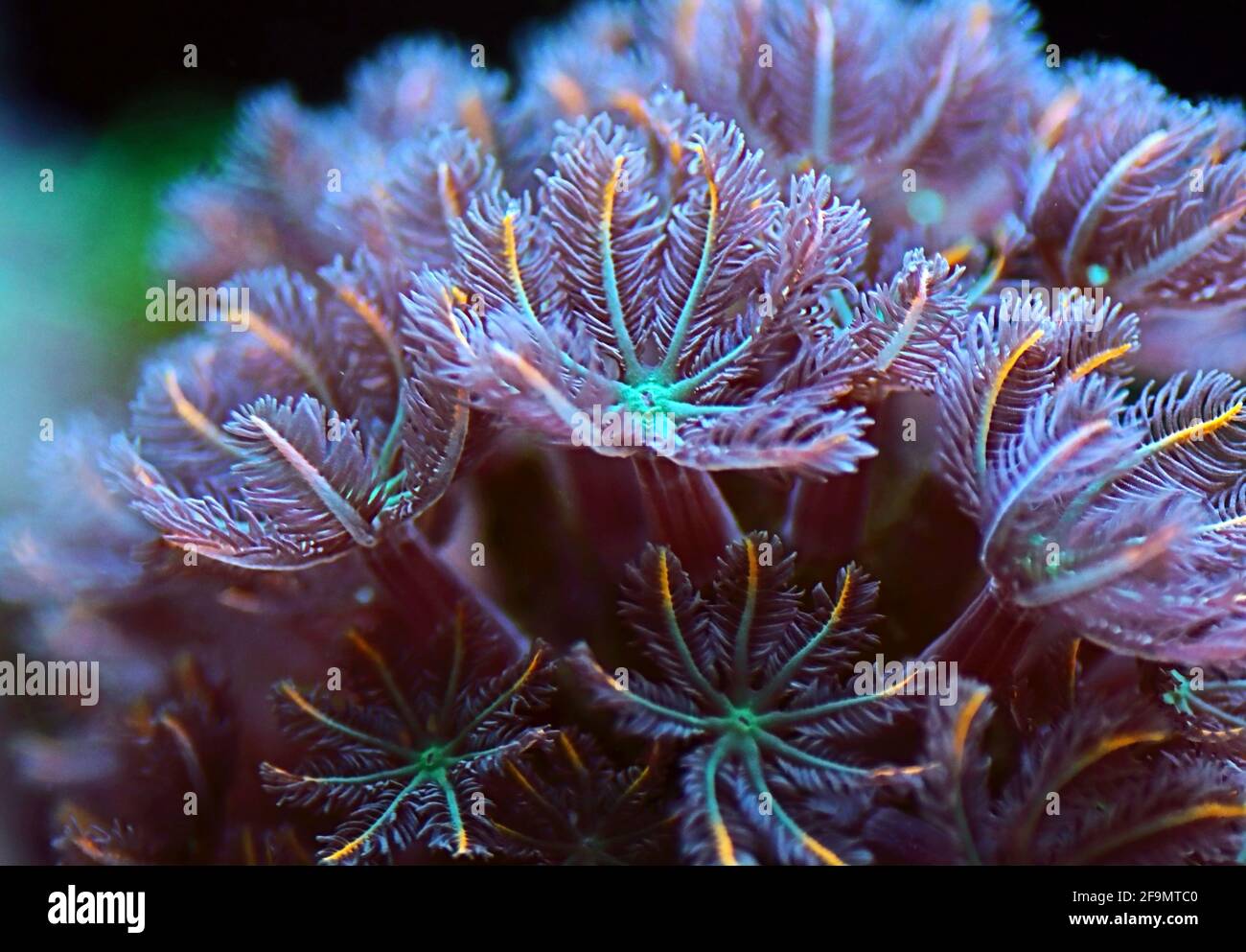 La colonie de polypes Clavularia Glove - Clavulariidae spp Banque D'Images