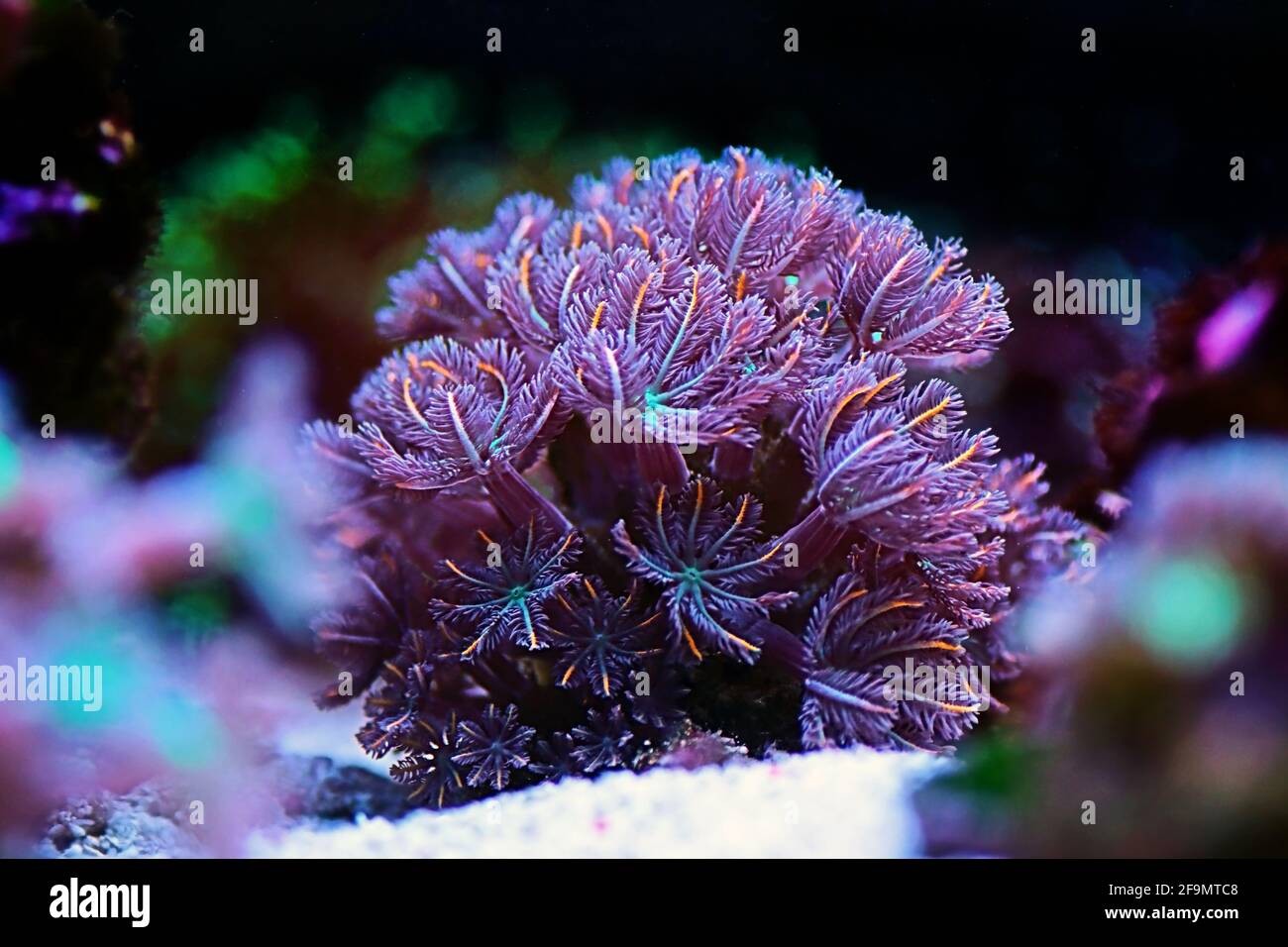 La colonie de polypes Clavularia Glove - Clavulariidae spp Banque D'Images