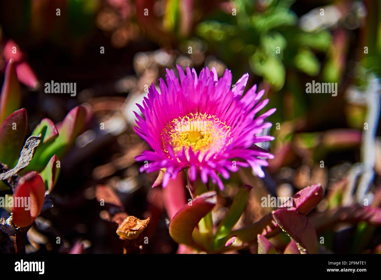 Plante succulente côtière de Hardy Ice à fleurs roses et jaunes Banque D'Images