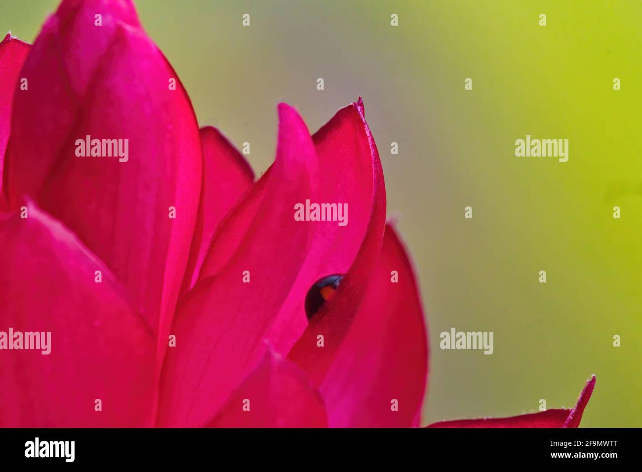 Vue macro d'un coléoptère bleu steele sur une fleur de gingembre. Banque D'Images
