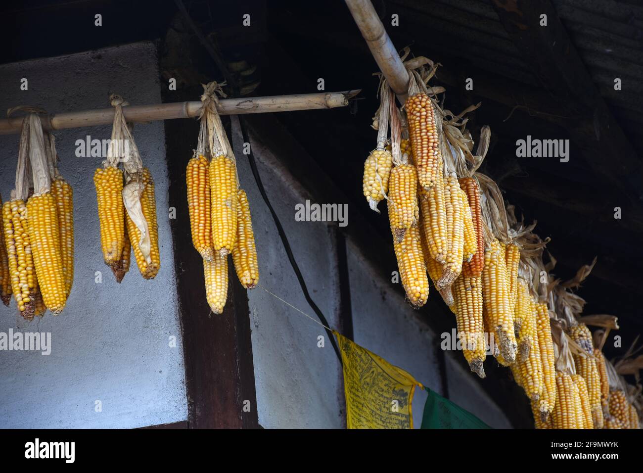Réserve de maïs suspendue pour semis dans une maison de village de Lepcha Banque D'Images