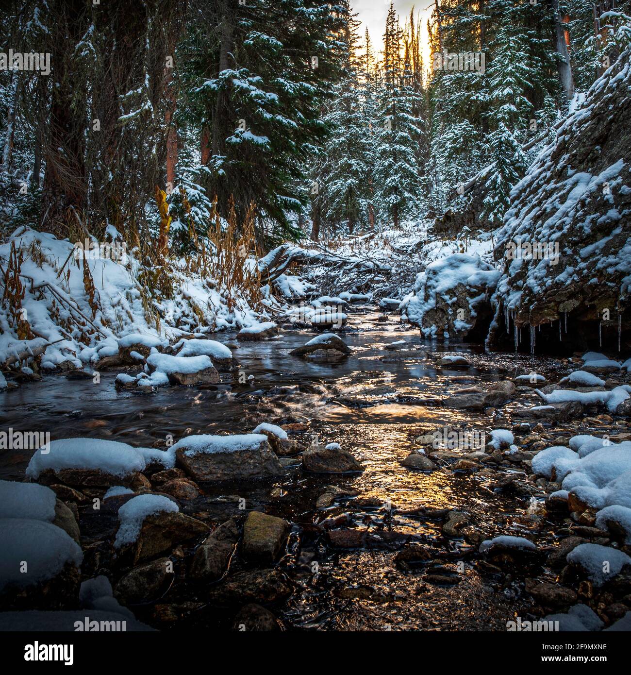 Timber Creek au lever du soleil dans le parc national de Rocky Mountain Banque D'Images