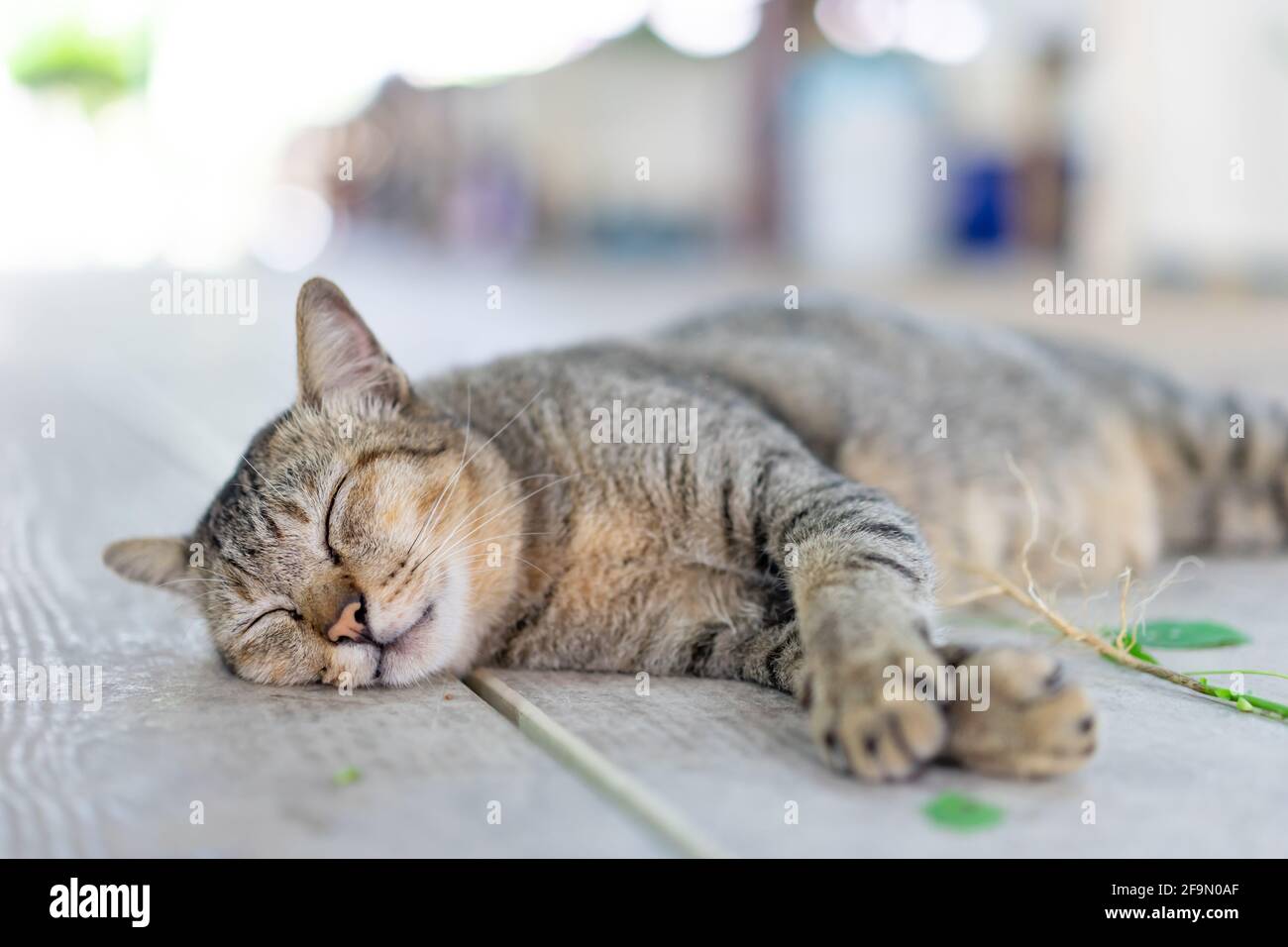Un chat gris drôles dort après avoir pris une racine de copperleaf indien (catnip) sur le plancher de bois. Banque D'Images