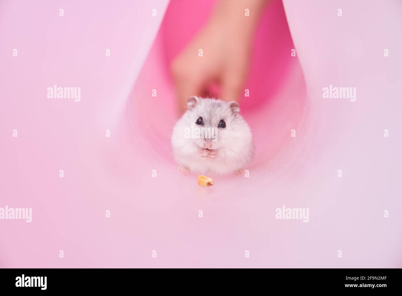 Hamster gris dzungarien tube sur fond rose.Hamster mange du maïs. Masquage d'un enfant. Photo de haute qualité Banque D'Images