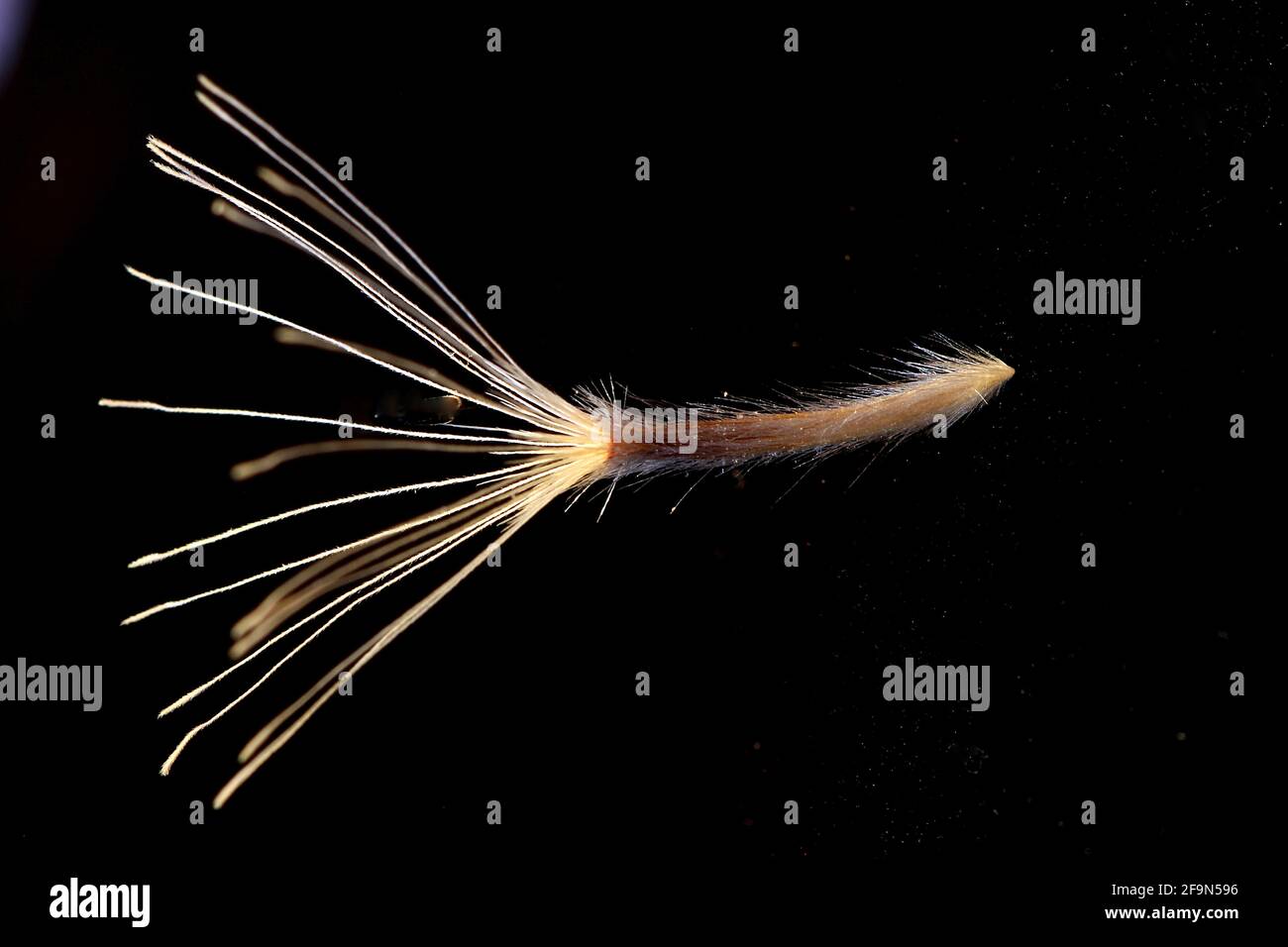 Dispersion des graines par le vent (peut-être du ragwort) Banque D'Images