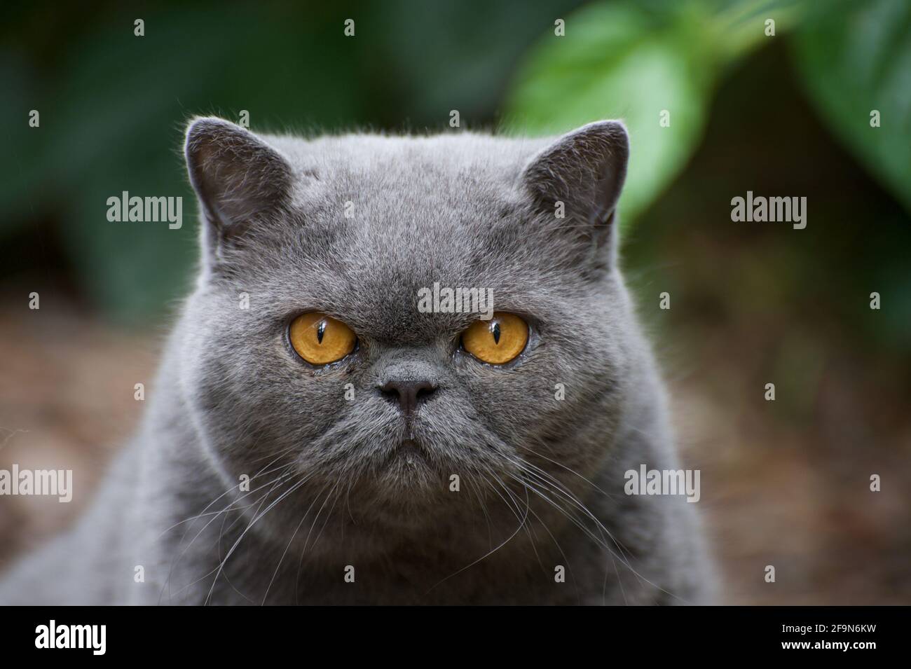 Chats A Poil Court Banque D Image Et Photos Alamy