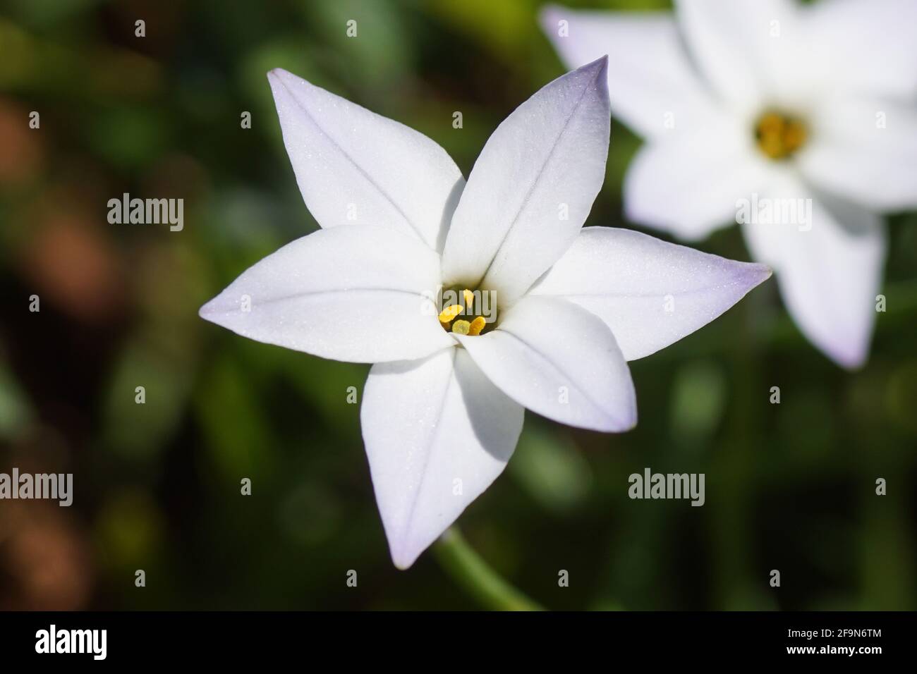 Fleur de printemps Starflower, Springstar (Ipheion uniflorum), famille des asperges. Jardin vert pâle en arrière-plan. Printemps, mars, pays-Bas Banque D'Images