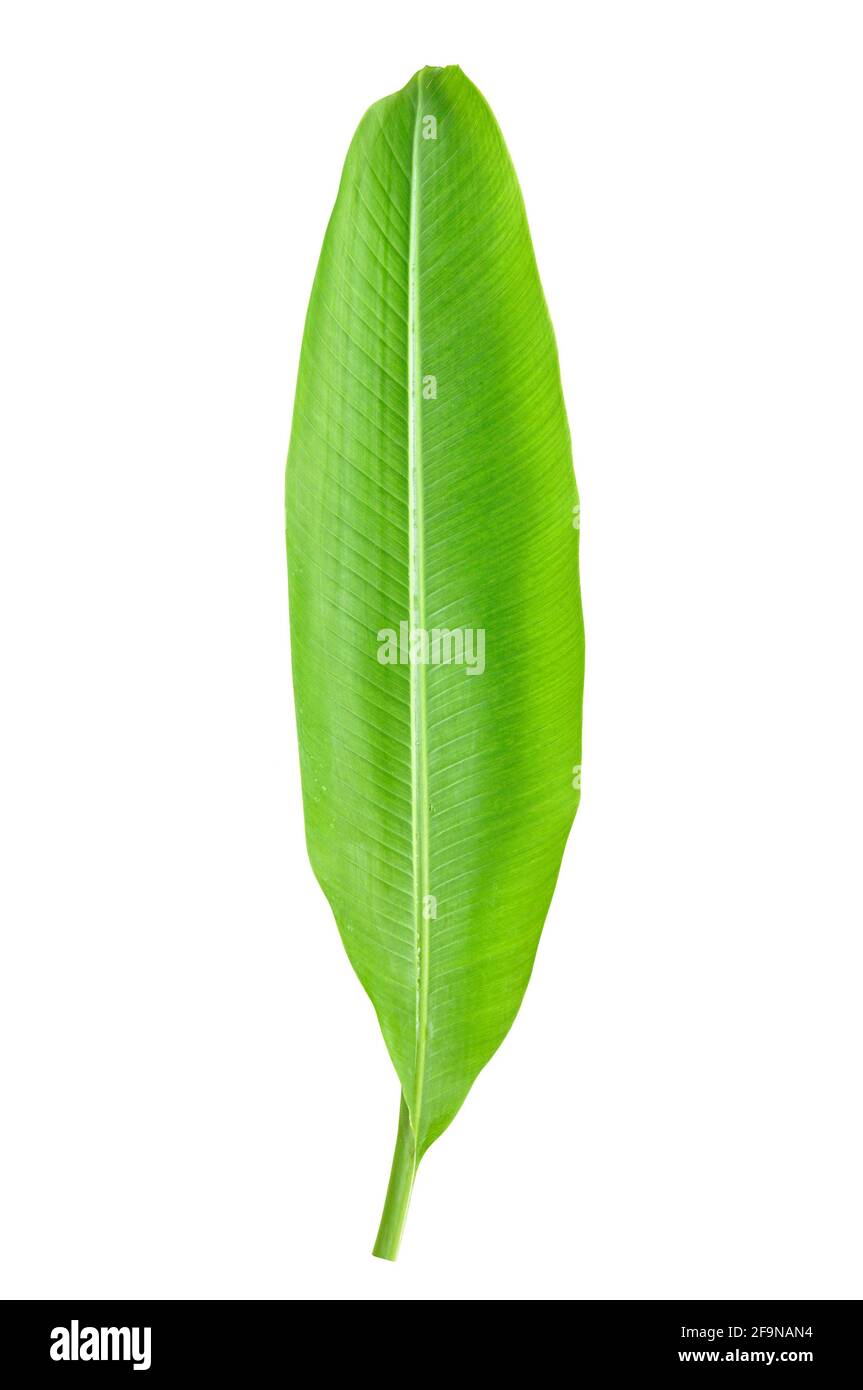 Jeune feuille de banane verte isolée sur fond blanc Banque D'Images