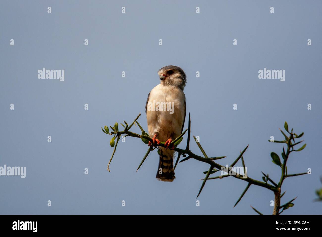Faucon pygmée (Polihierax semitorquatus) ou faucon pygmée africain Banque D'Images