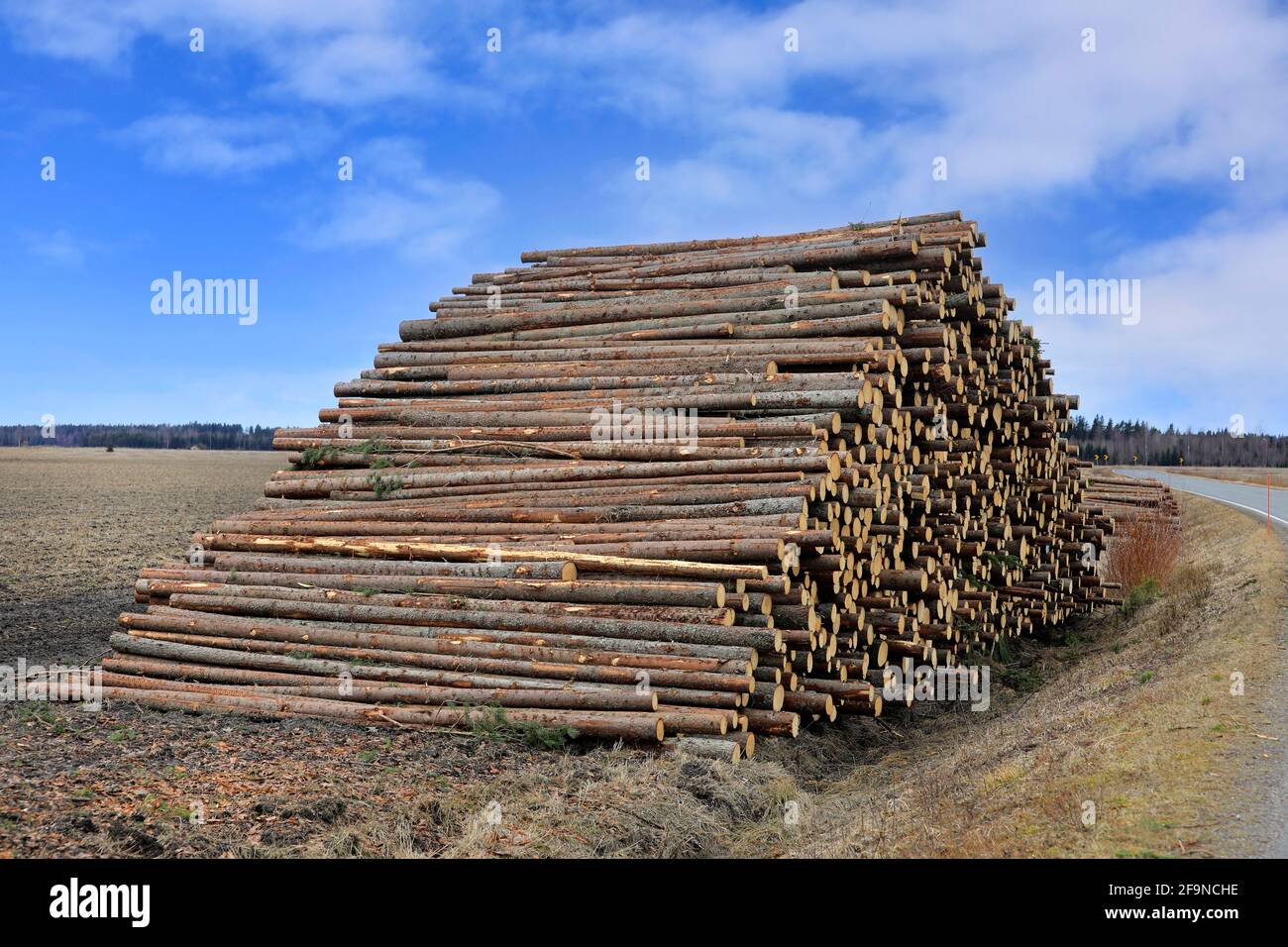 Grande pile de grumes d'épicéa pour bois à pâte en attente de transport à la scierie. Finlande, avril 2021. Banque D'Images