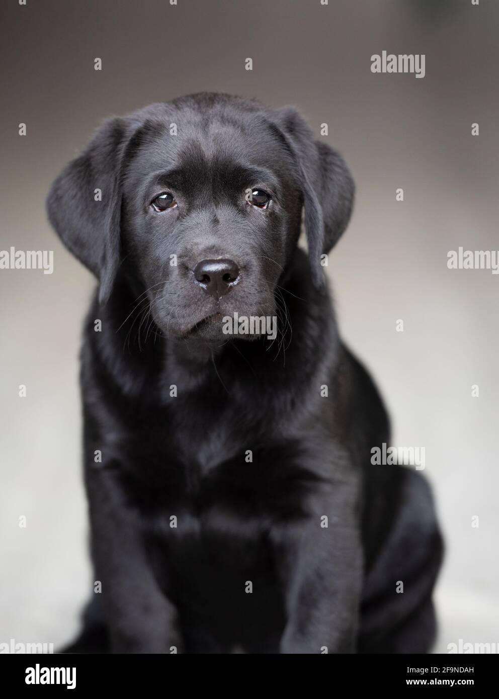 !o Portrait de chiot du Labrador noir de la semaine Banque D'Images