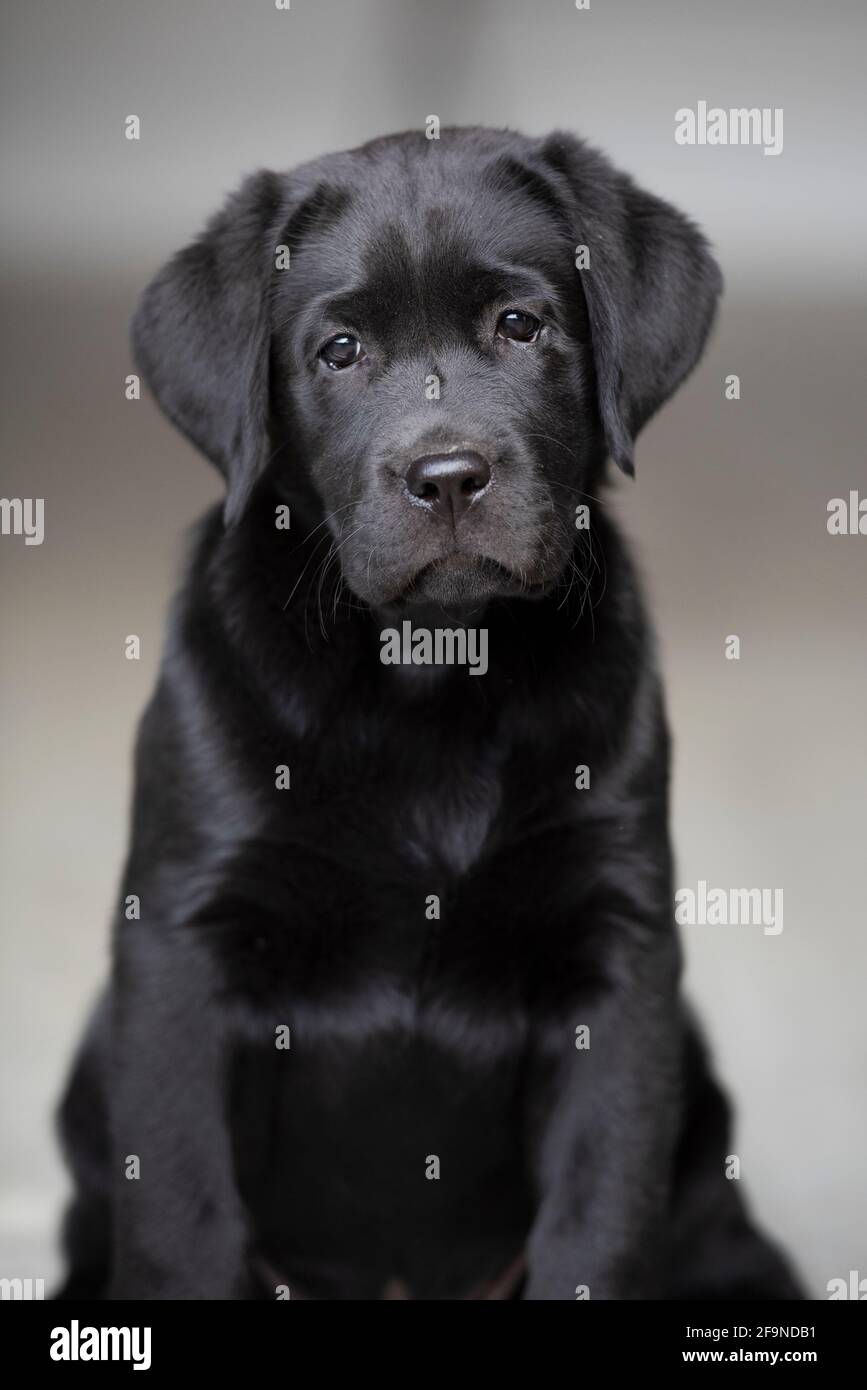 !o Portrait de chiot du Labrador noir de la semaine Banque D'Images