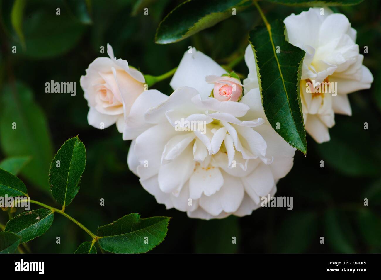 Belle couleur douce de roses roses roses roses et blanches sur fond flou. Banque D'Images