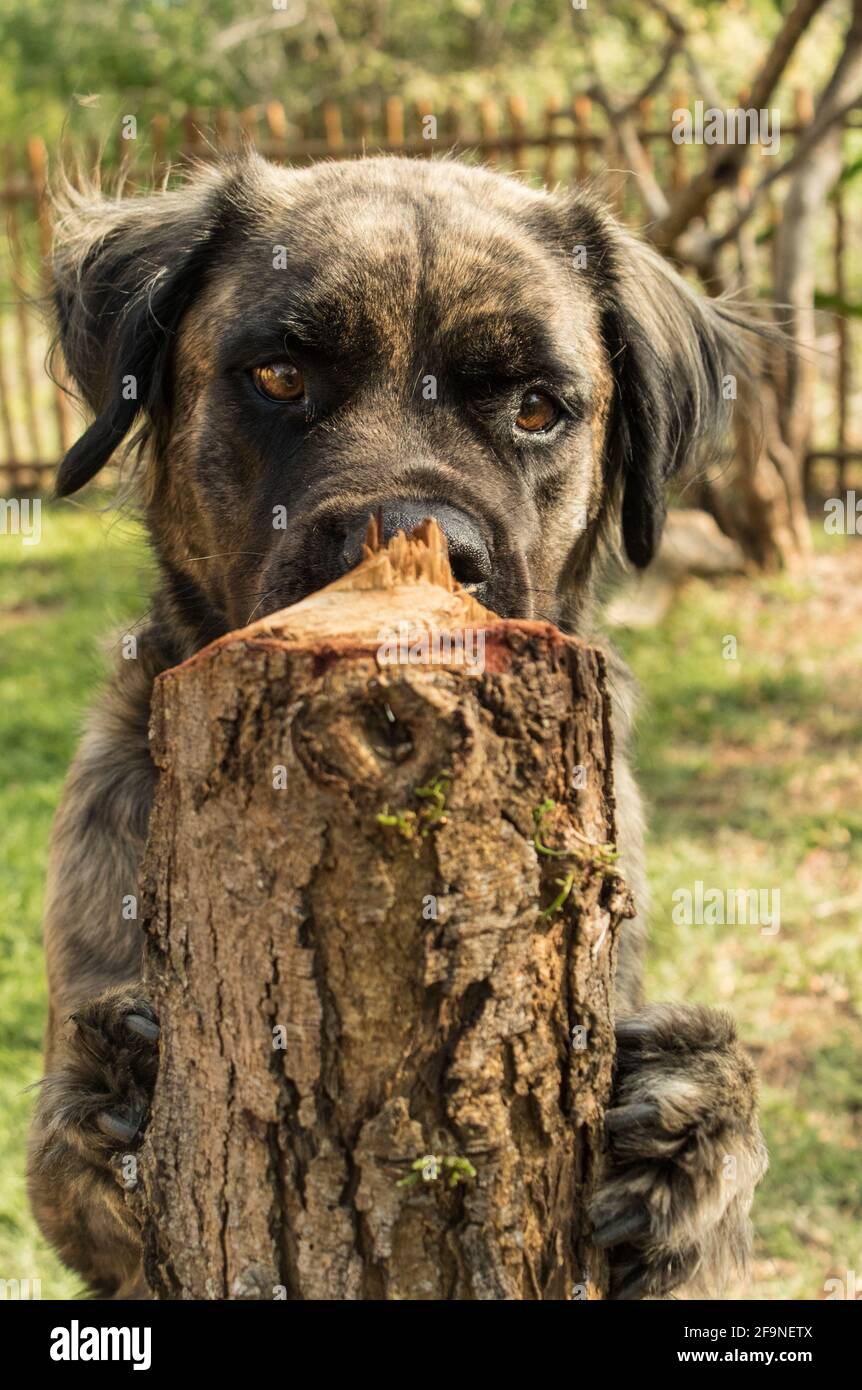 Un boerboel bringé retriever chien qui peinte sur un tronc d'arbre. Banque D'Images