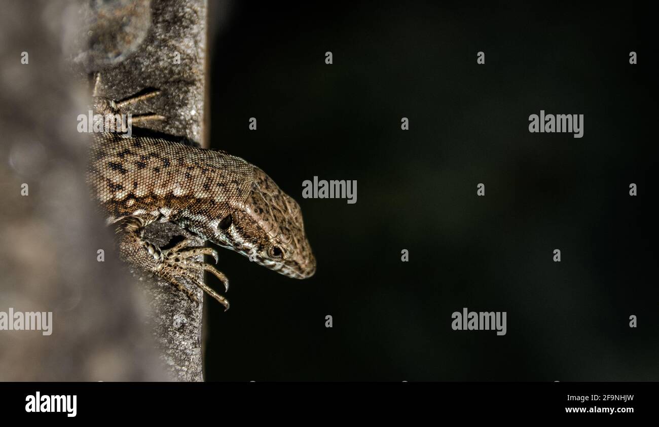 Lézard sur le bord, regardant dans l'eau Banque D'Images