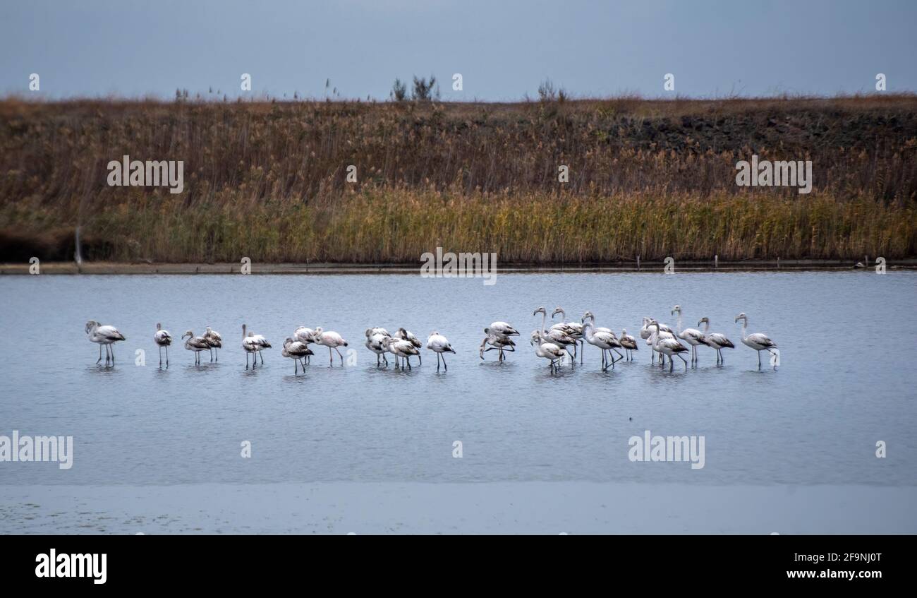Troupeau d'oiseaux rose flamant marchant sur le lac bleu de sel de Bulgarie dans la ville de Pomorie Banque D'Images