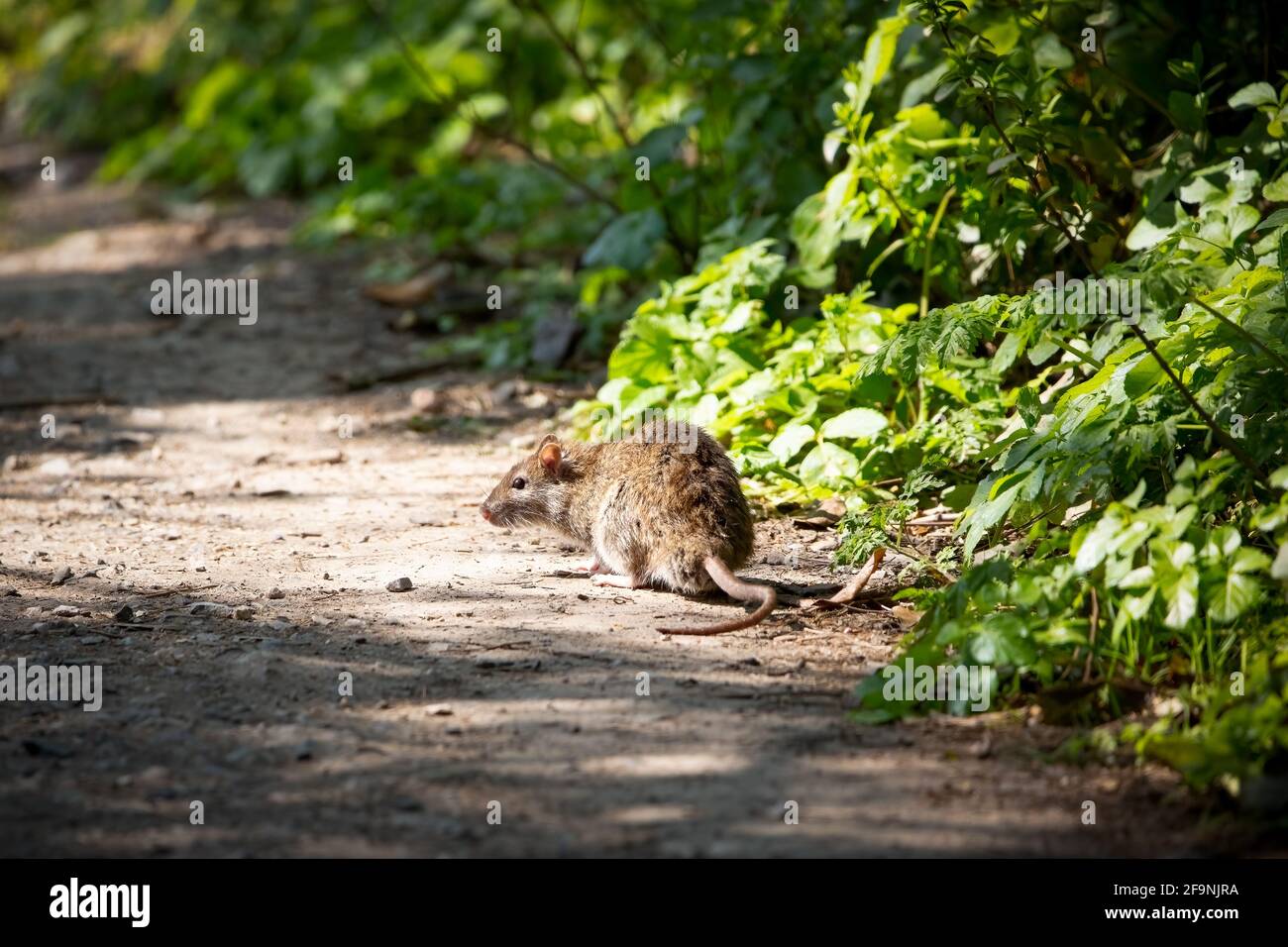 Un rat brun sur le chemin d'une rive de rivière Banque D'Images
