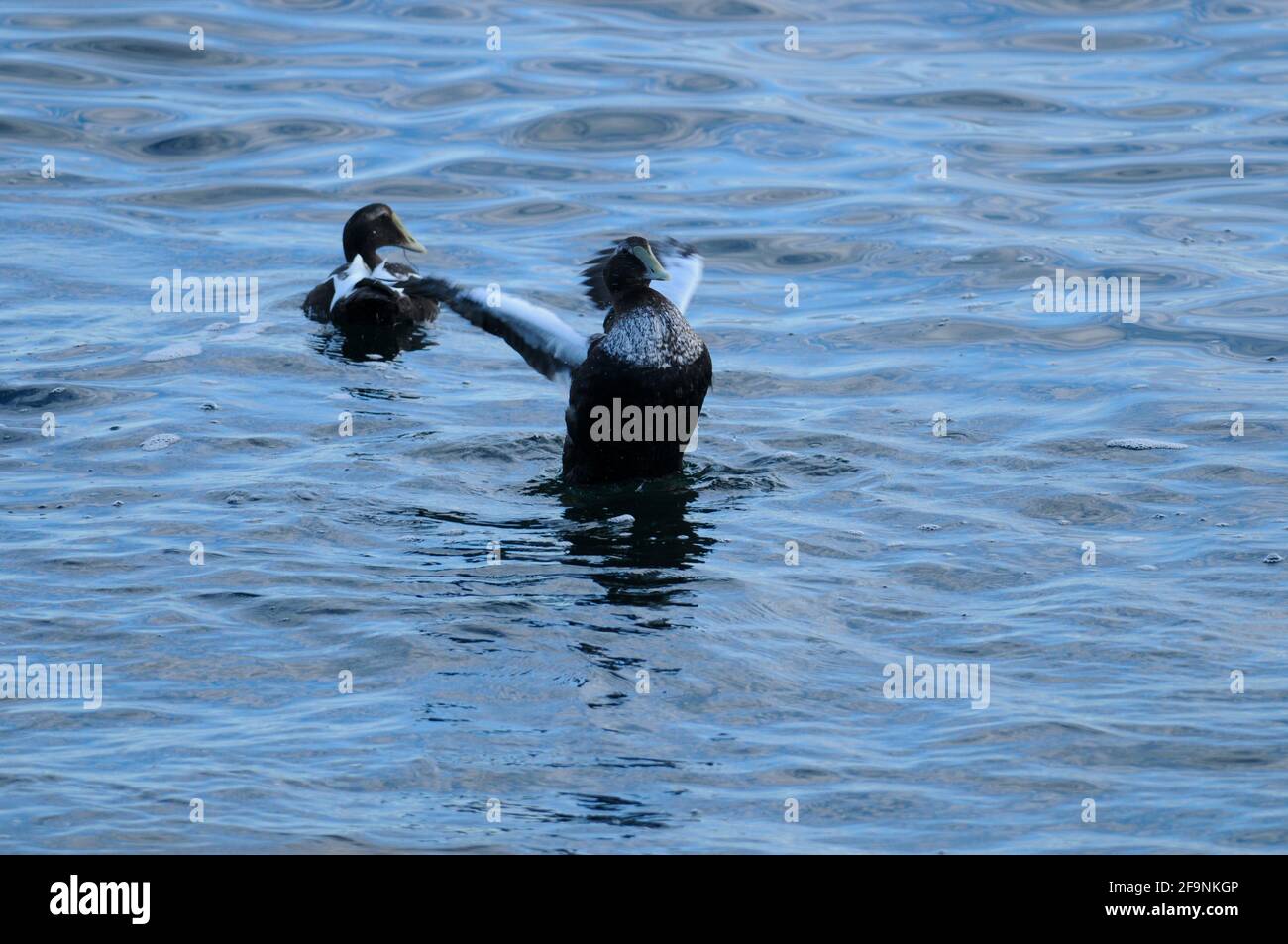 Ailes de l'Eider à duvet dans l'Atlantique. Banque D'Images
