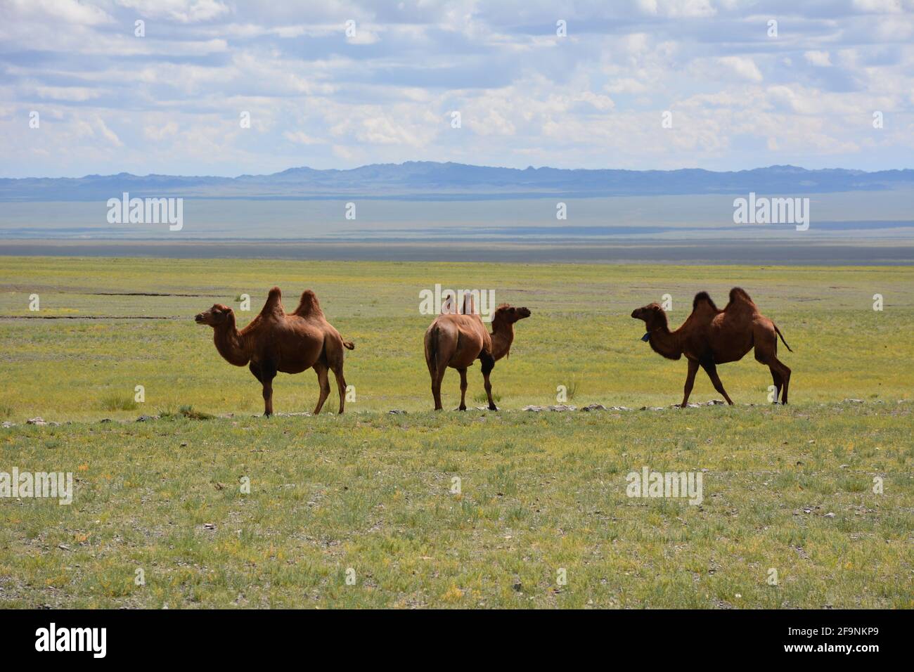 Chameaux de Bactrian paissant sur la steppe près de Dungenee Am et du parc national de Gobi Gurvansakhan dans le désert de Gobi, Mongolie. Banque D'Images