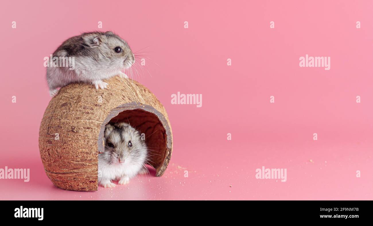 hamsters dzhungariki deux dans une maison faite de noix de coco sur un fond rose, espace de copie Banque D'Images