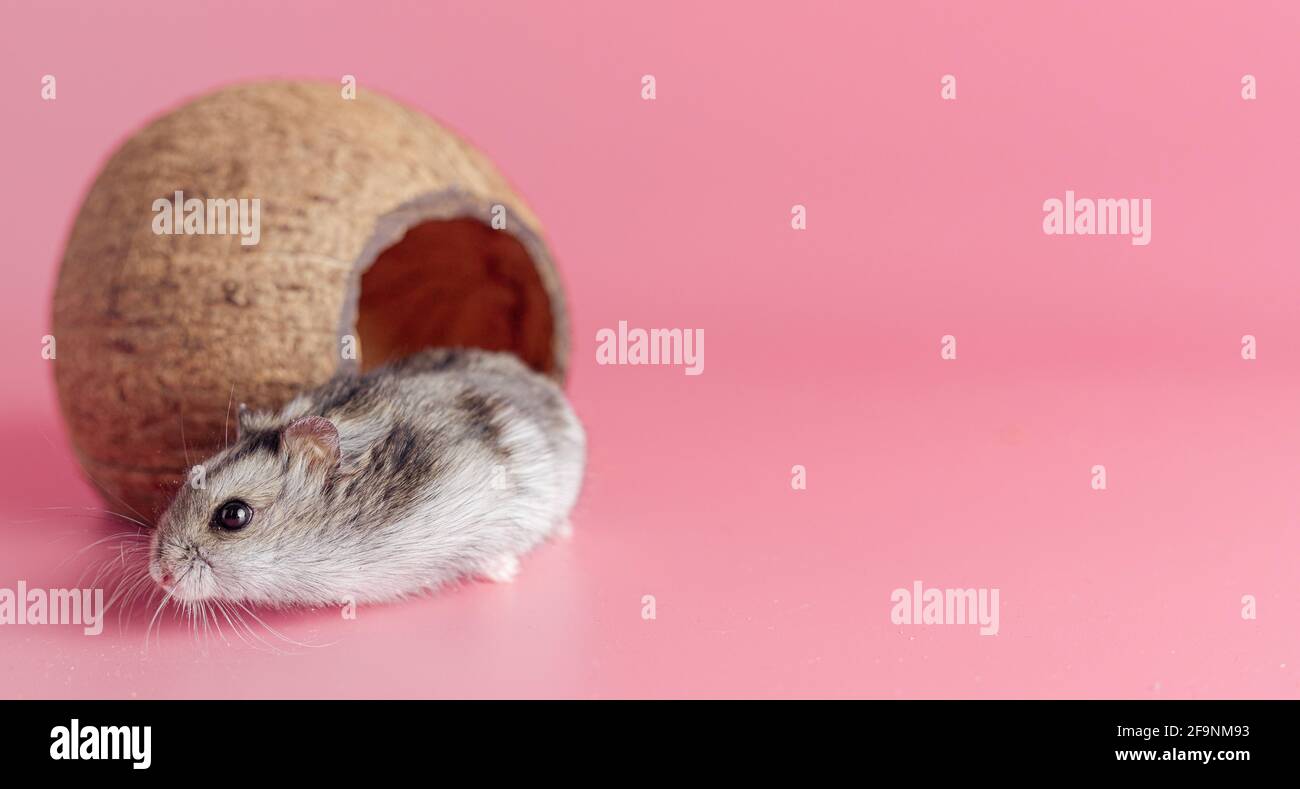 hamster dzhungarik dans une maison faite de noix de coco sur fond rose, espace de copie Banque D'Images