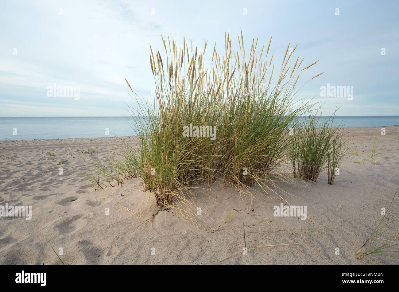 Herbe de maram européenne, Ammophila arenaria croissant dans le sable sur une plage, océan en arrière-plan Banque D'Images