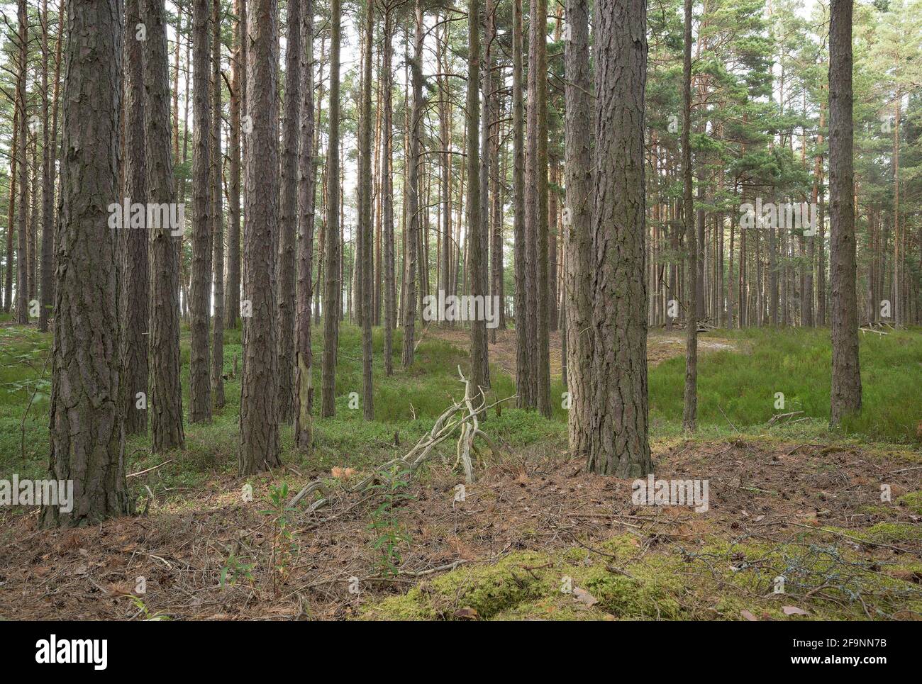 Forêt naturelle de pins intacts en suède, habitat important pour de nombreux animaux Banque D'Images