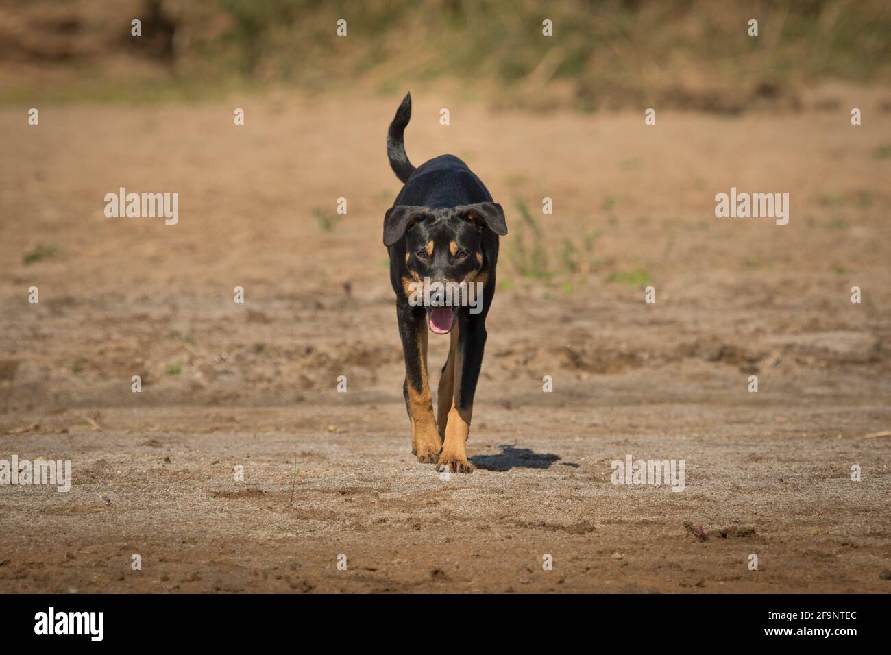 Un gros plan d'un chien noir femelle marchant à travers le lit sec de la rivière en Afrique du Sud vers l'appareil photo. Banque D'Images