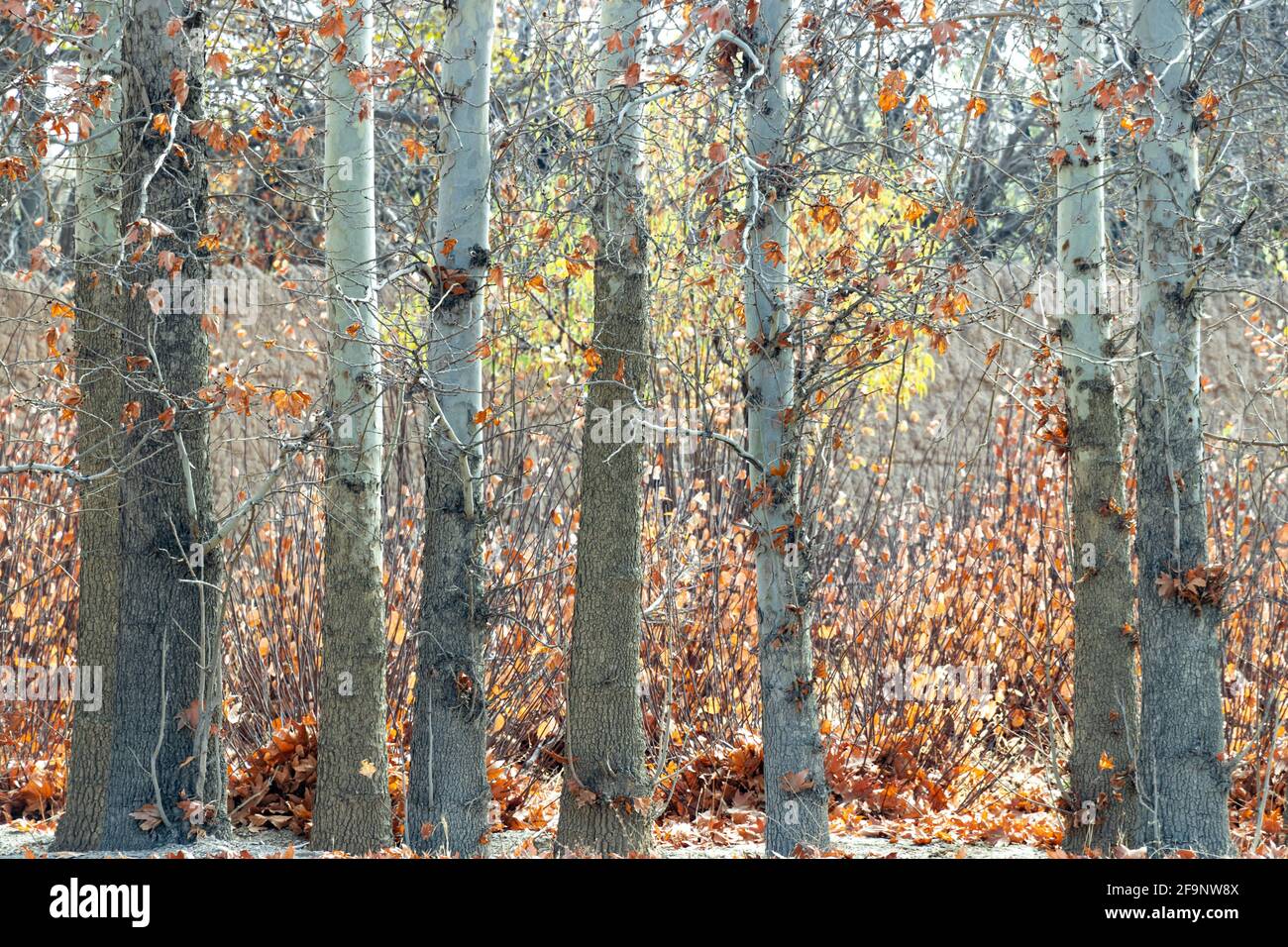 L'automne est un deuxième printemps Banque D'Images