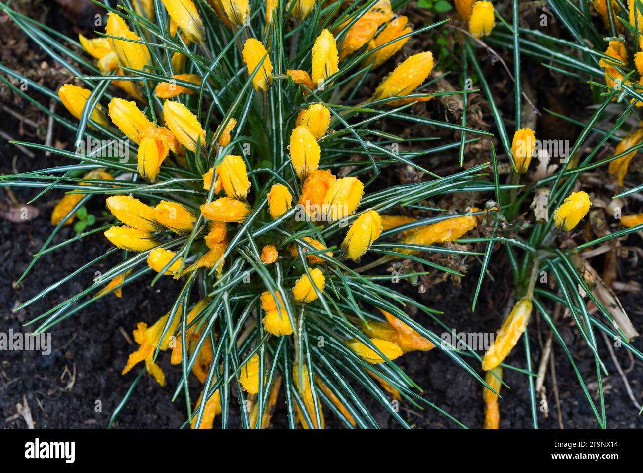 Un merveilleux crocus de fleurs de printemps, une décoration ancienne de couleurs vives des parcs et des prairies. Fleurs de crocus incroyables. Banque D'Images